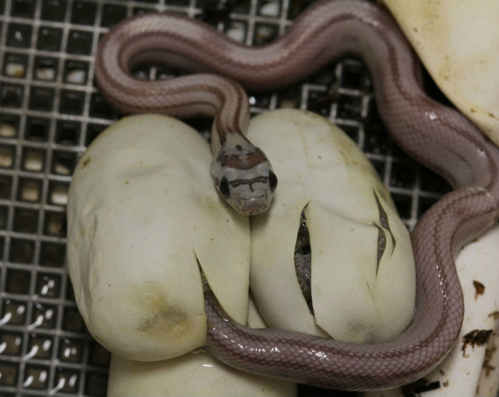 Striped Ghost Corn Snake